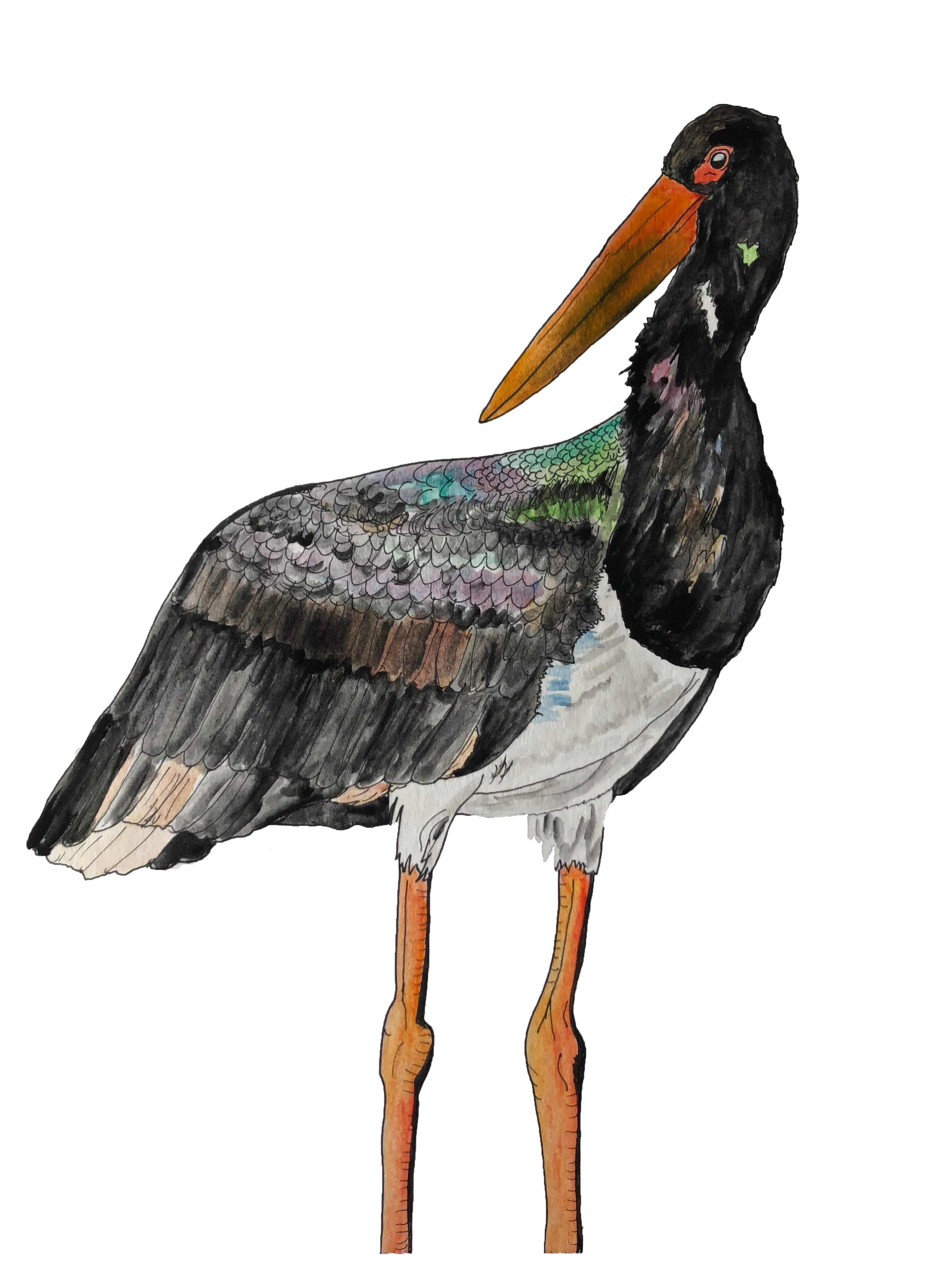 Black stork_no background