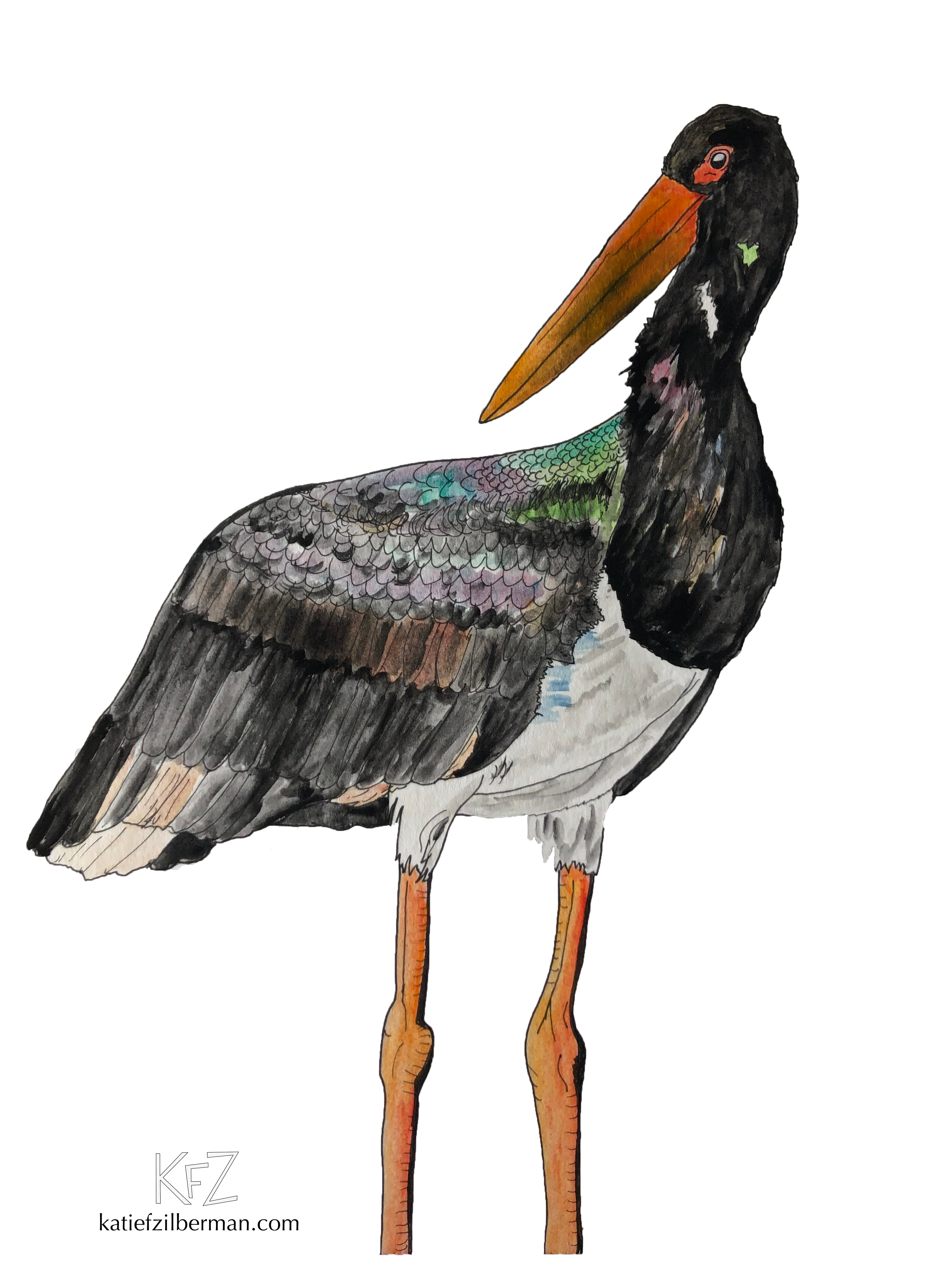 Black Stork