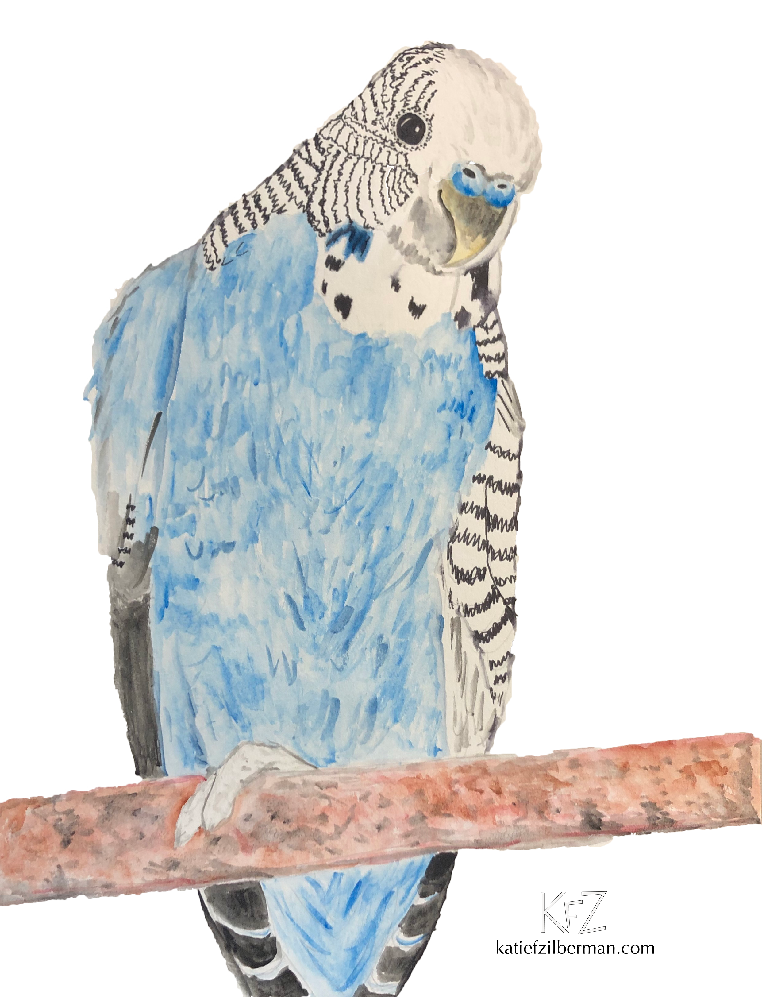 Blue Parakeet