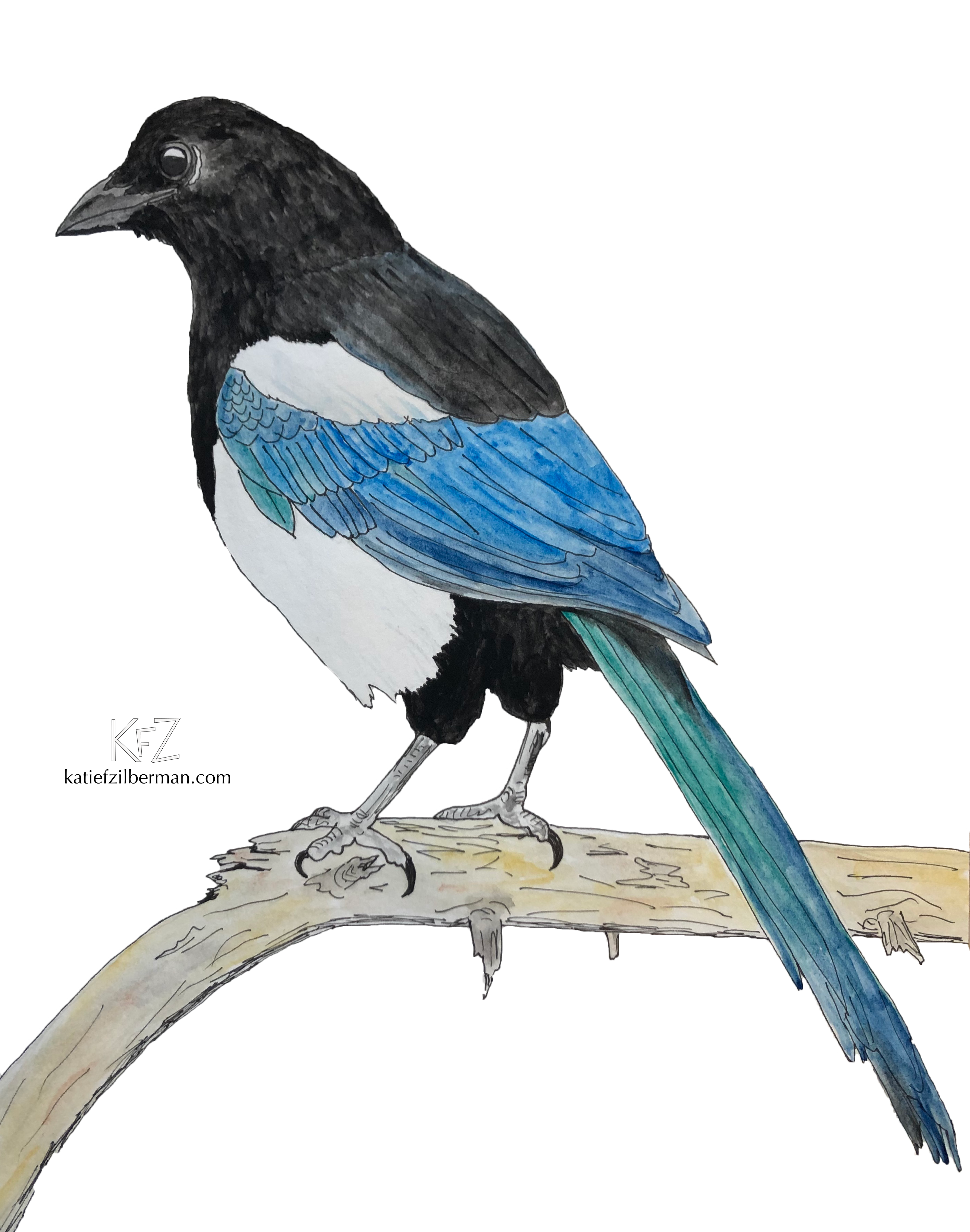 Eurasian Magpie