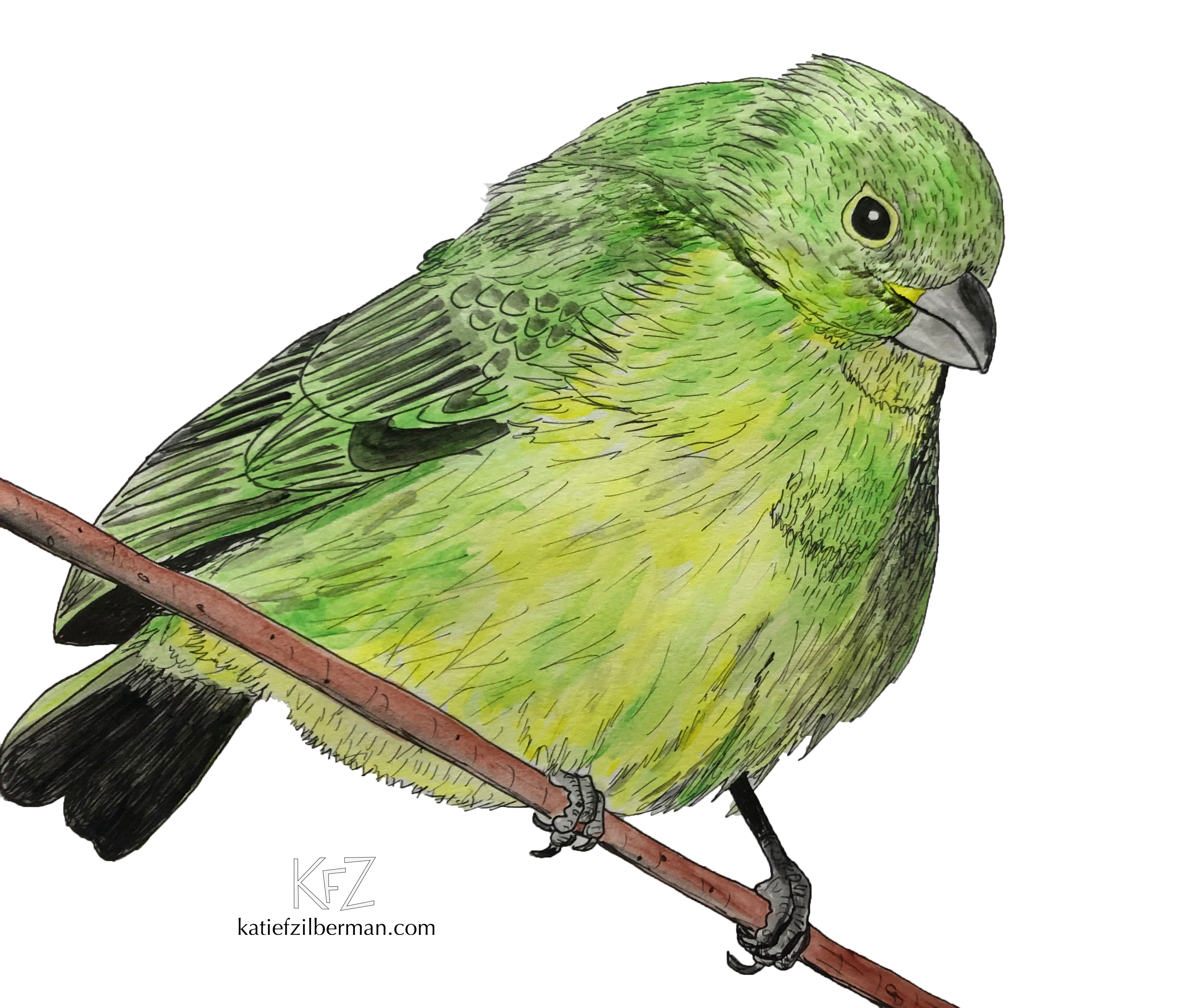 Painted Bunting_no background_wm