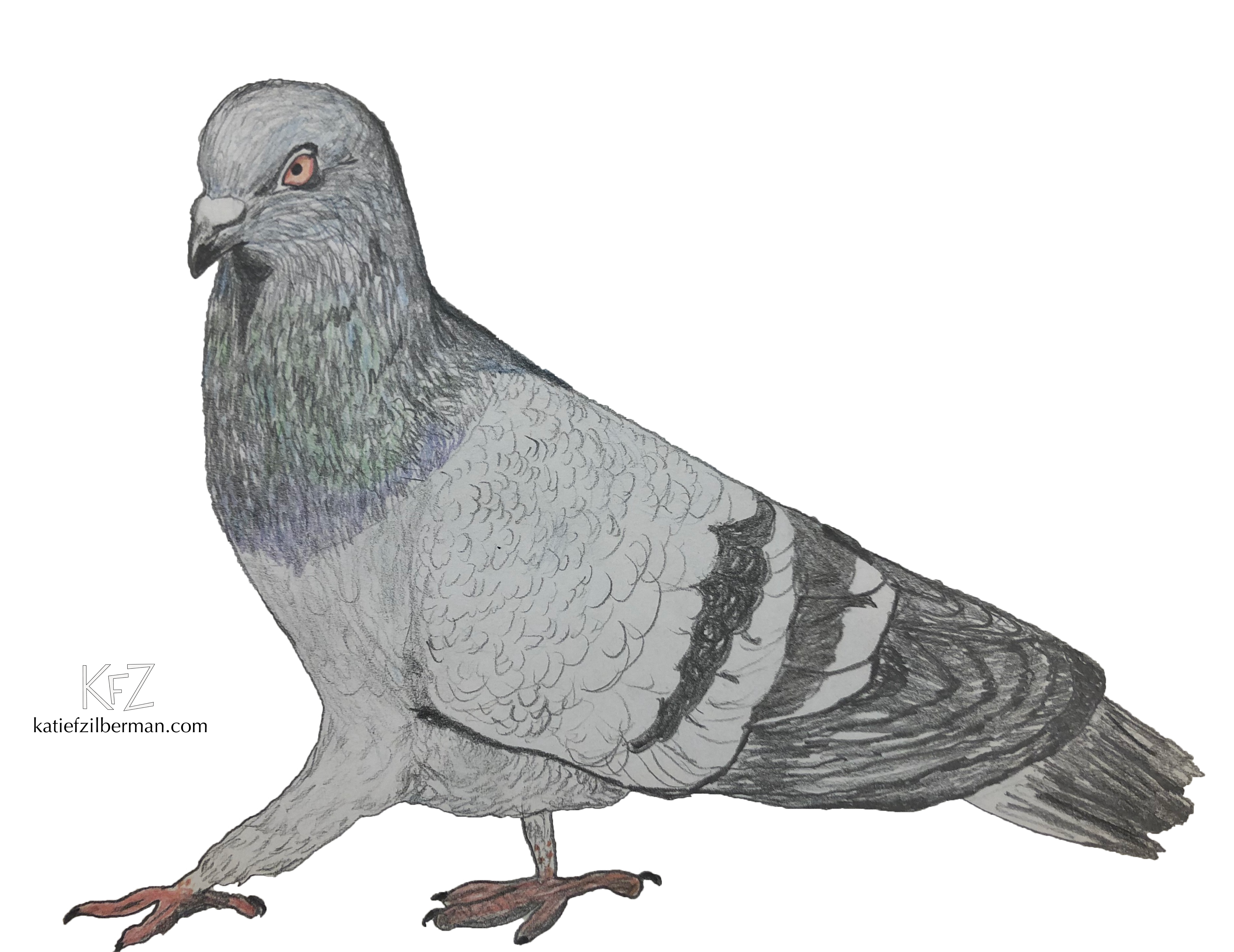 Pigeon_no background_wm