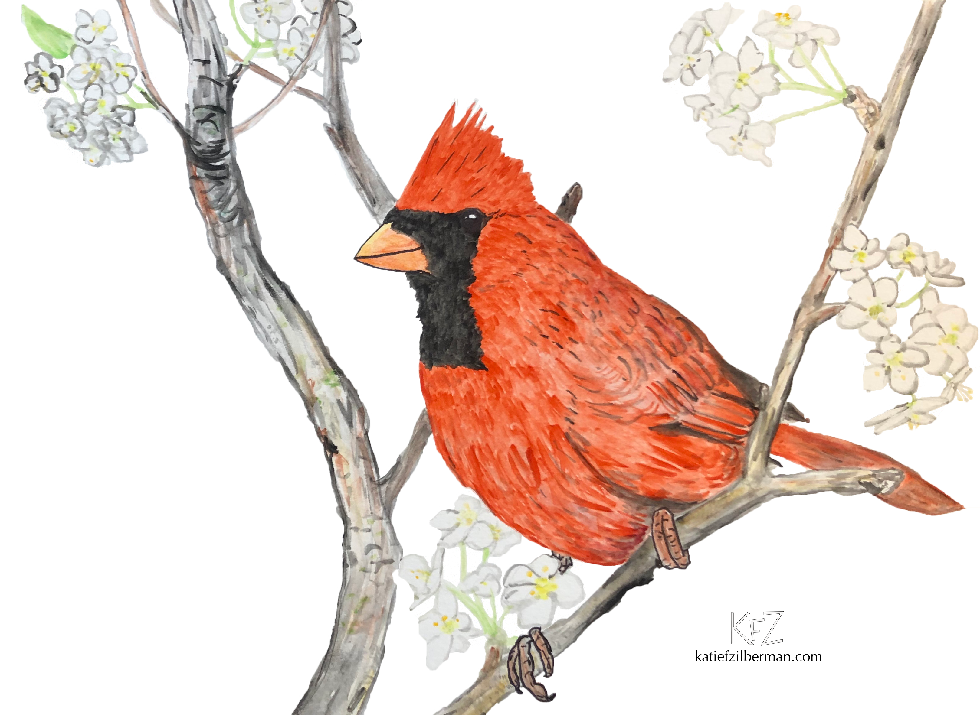 Cardinal_branch_no background_wm