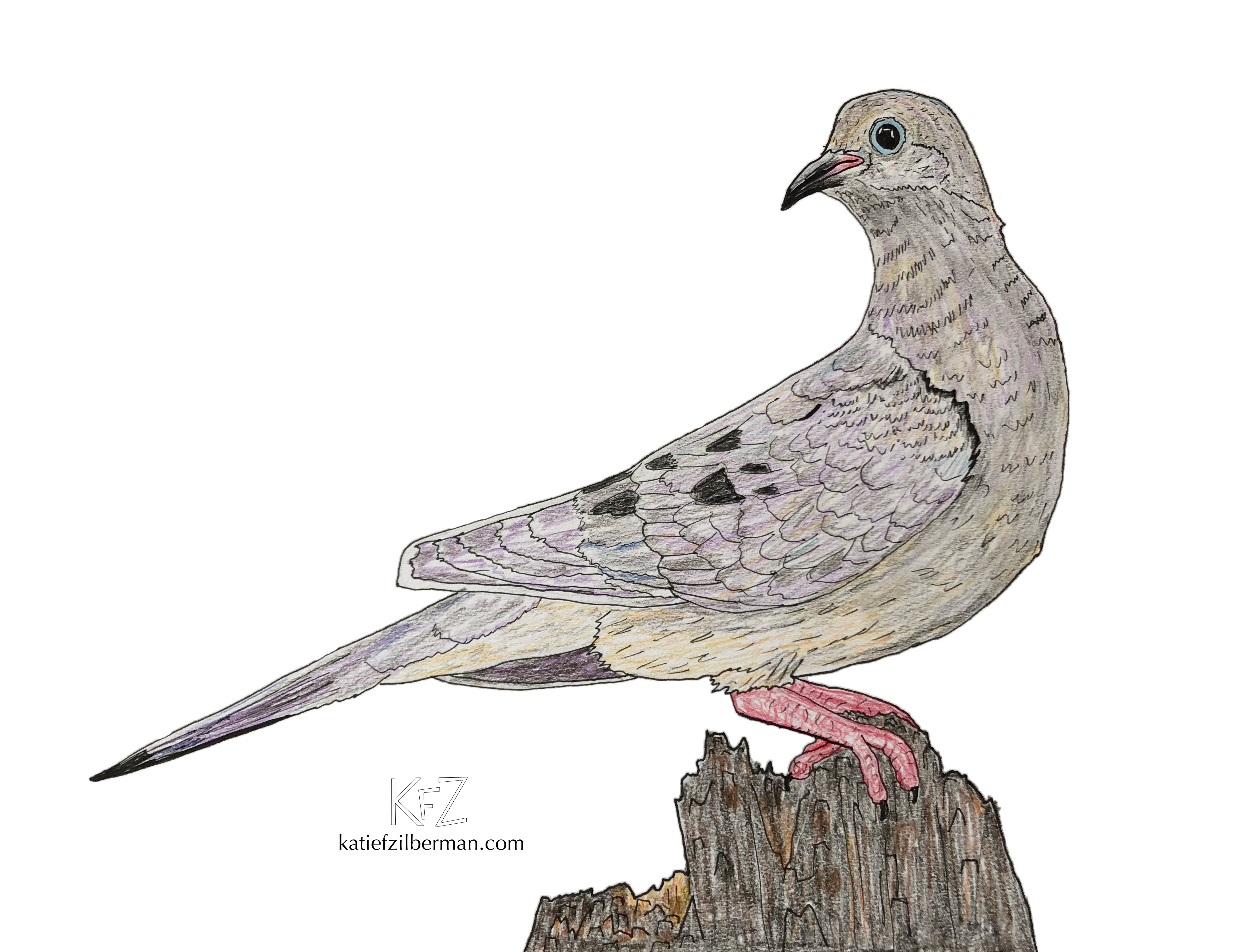 Mourning Dove_no background_wm