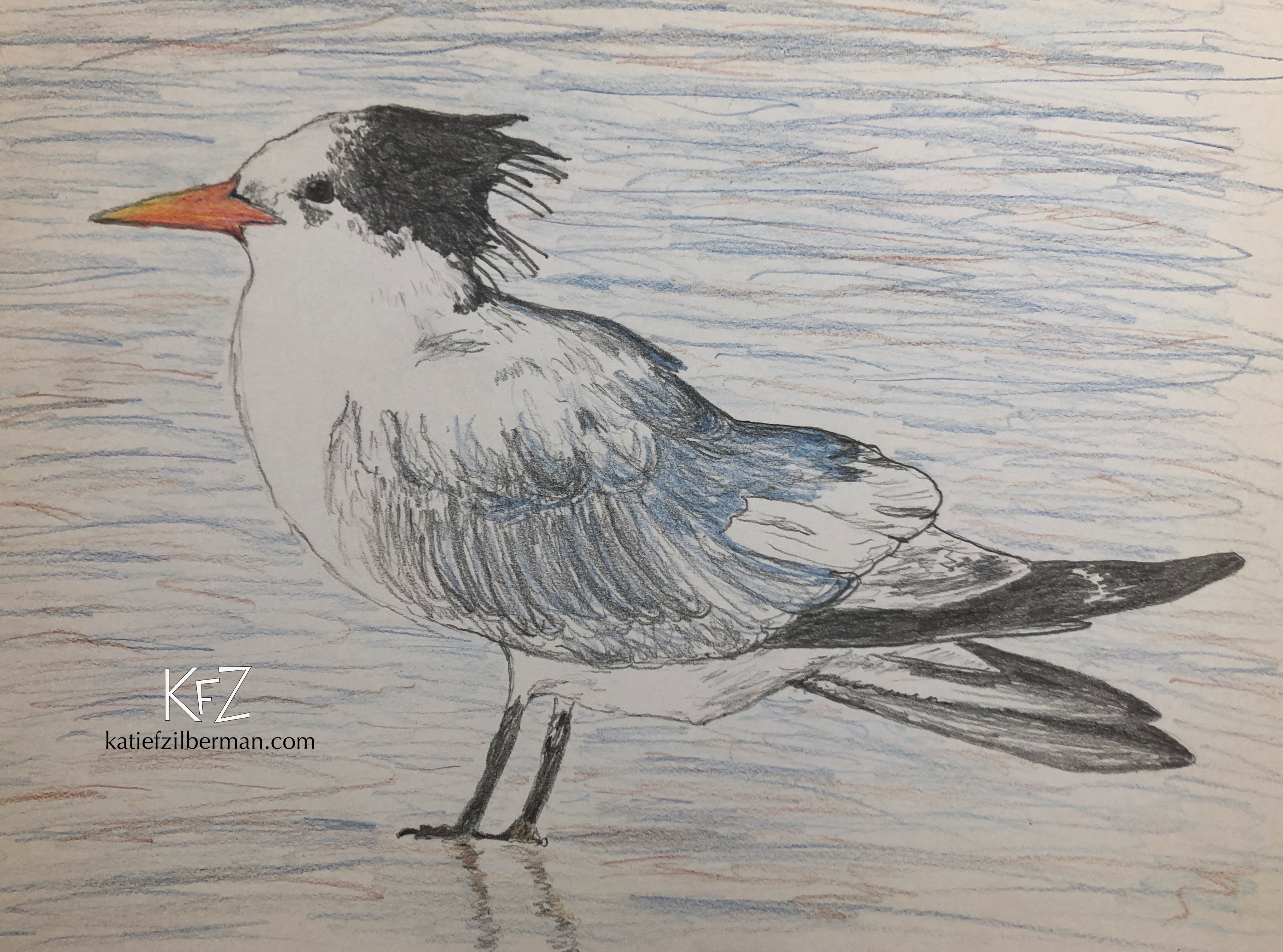 Royal Tern_wm