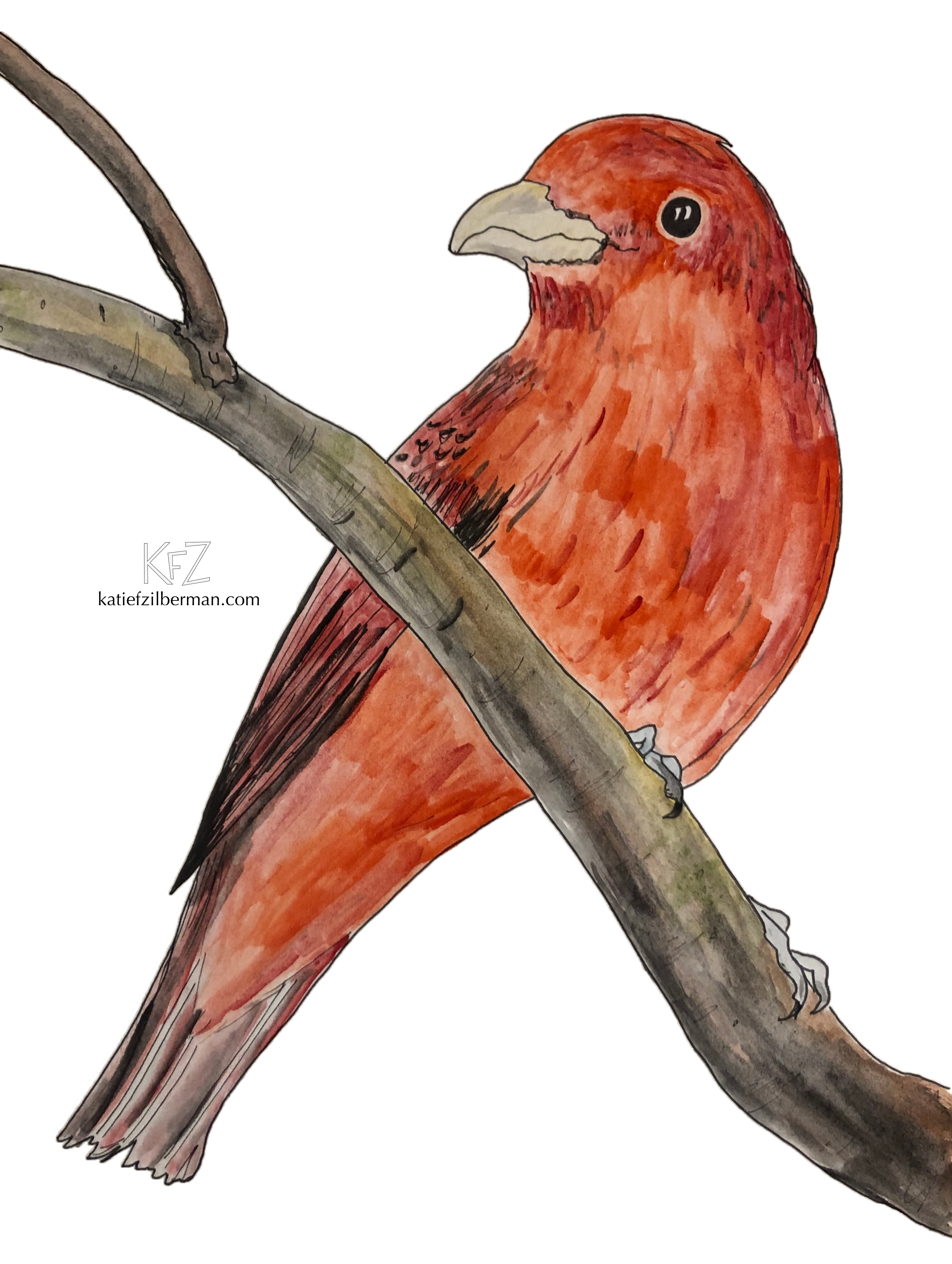 Scarlet Tanager_no background_wm