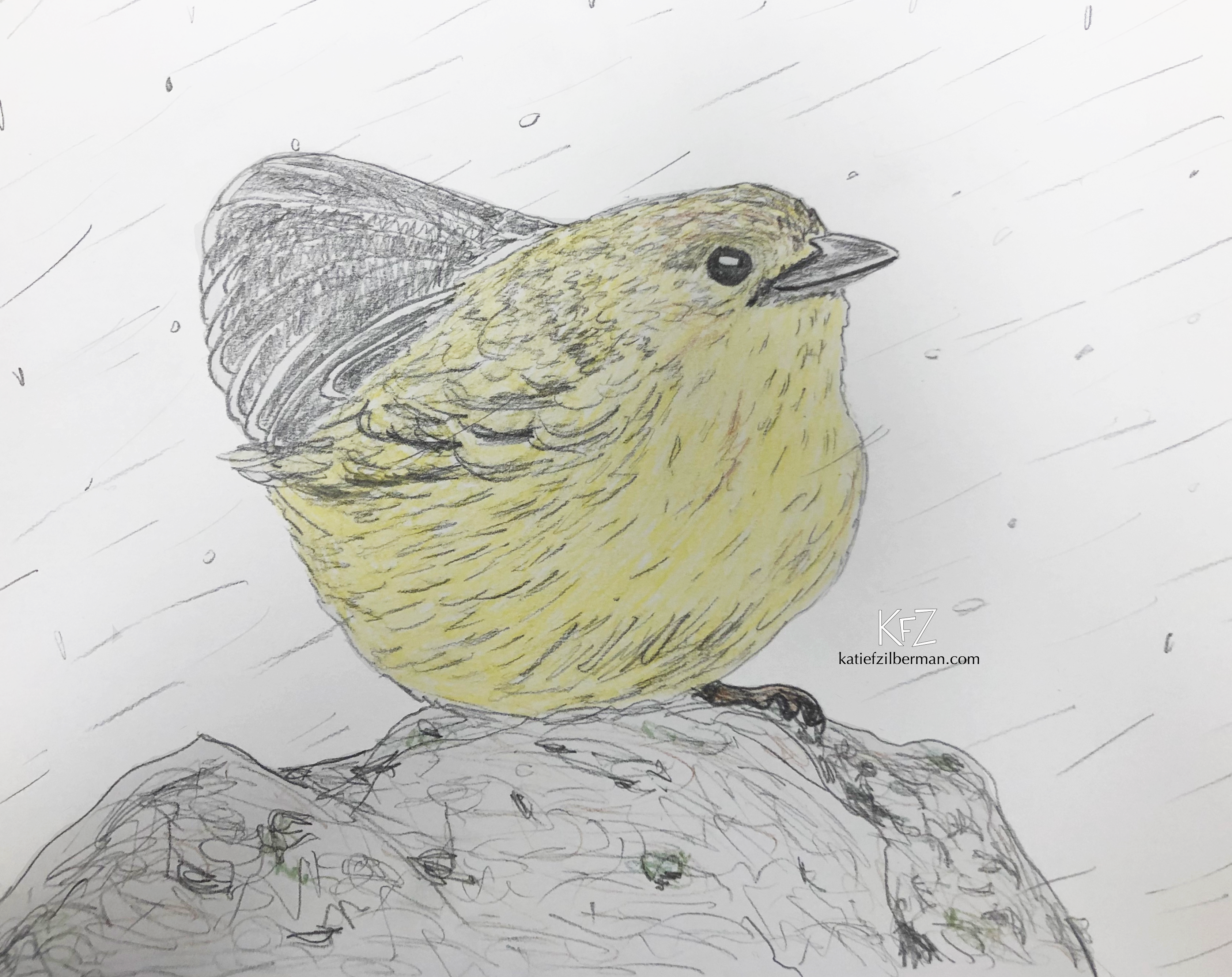 Yellow Warbler_wm