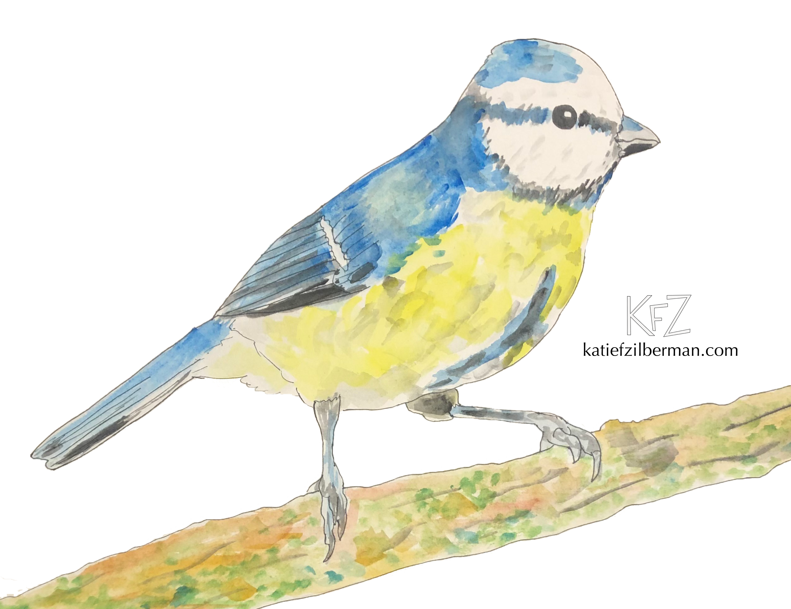 blue tit watercolor